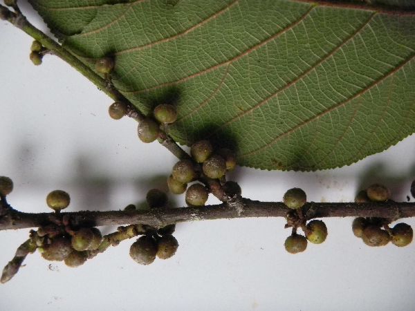 Ficus pungens image