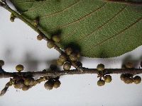 Ficus pungens image