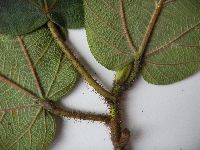 Ficus pungens image