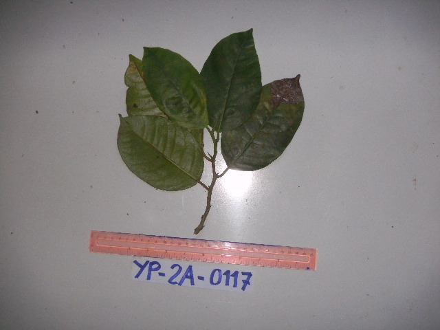 Ficus hombroniana image