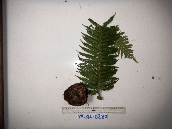 Dicksonia sciurus image