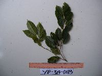 Image of Elaeocarpus sayeri