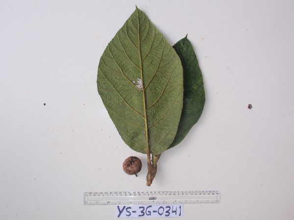 Ficus iodotricha image