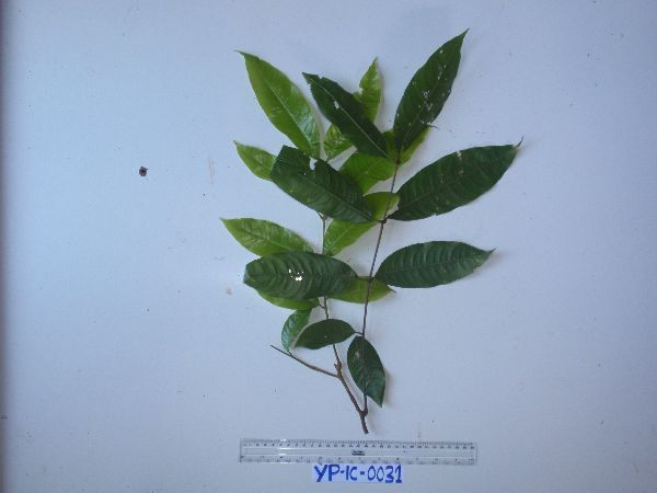 Mischocarpus sundaicus image