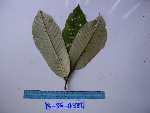 Myristica subalulata image