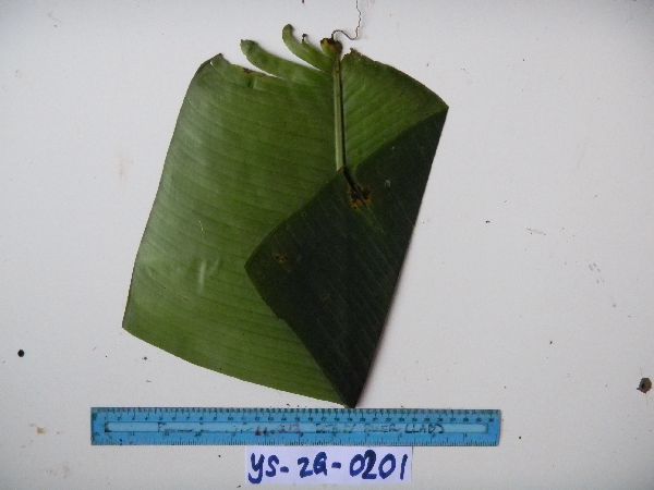 Musa peekelii image