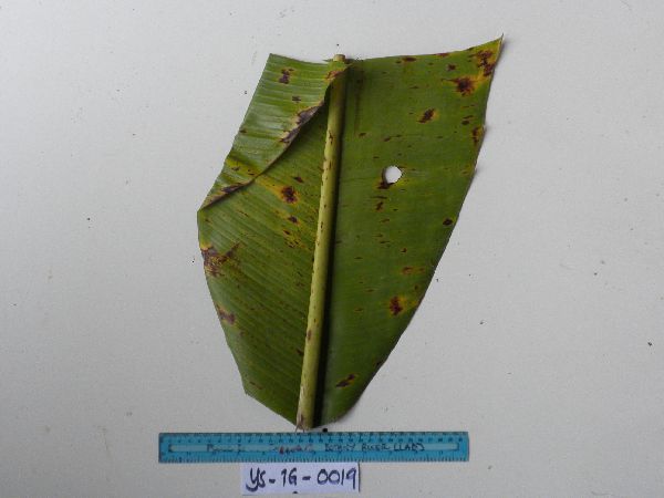 Musa peekelii image