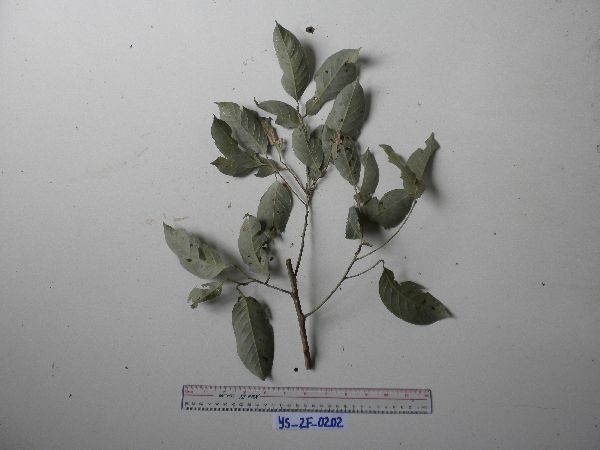 Lithocarpus celebicus image