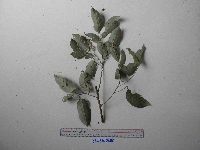 Lithocarpus celebicus image