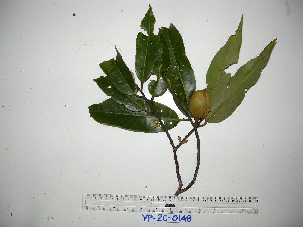 Myristica lancifolia image