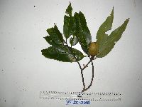 Image of Myristica lancifolia