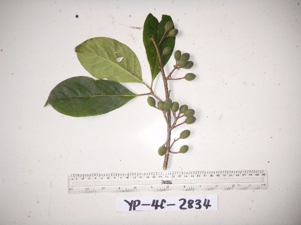Pittosporum ramiflorum image