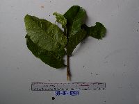 Image of Prunus dolichobotrys