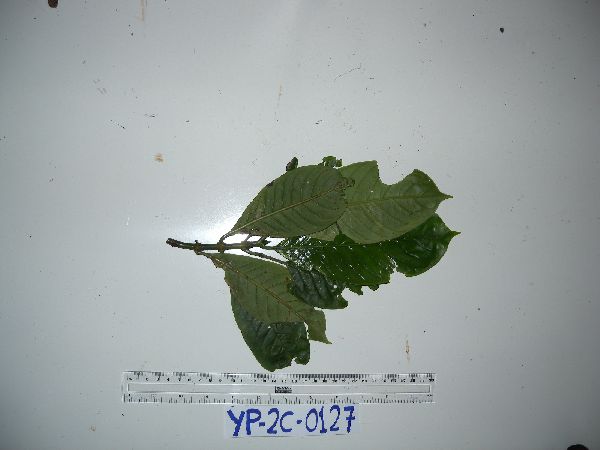Psychotria micrococca image