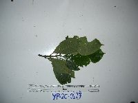 Psychotria micrococca image