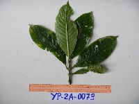 Psychotria murmurensis image