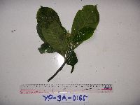 Psychotria murmurensis image