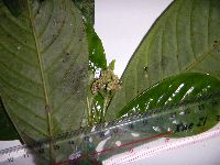 Psychotria murmurensis image