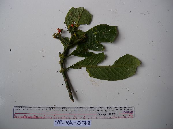 Psychotria murmurensis image