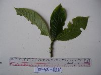 Psychotria murmurensis image