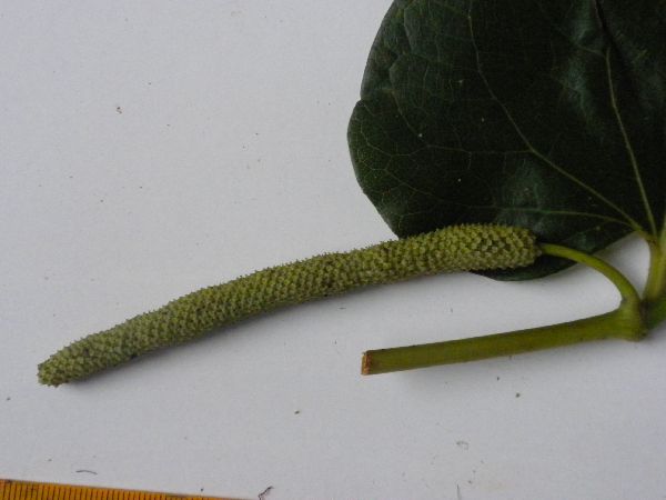 Piper gibbilimbum image