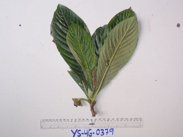 Saurauia conferta image