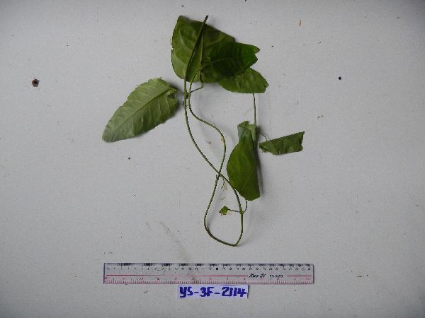 Parsonsia buruensis image