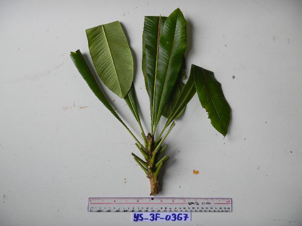 Schuurmansia henningsii image