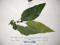 Image of Sloanea nymanii