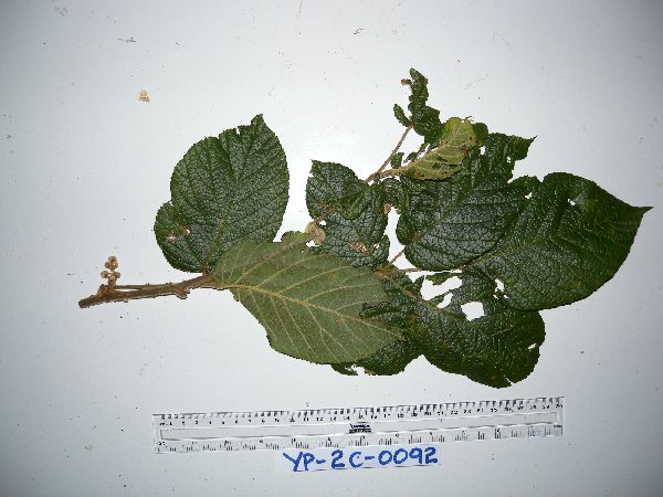 Rubus diclinis image