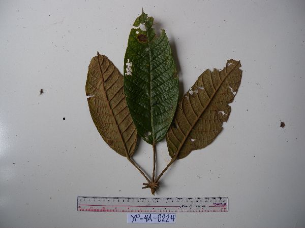 Heptapleurum setulosum image