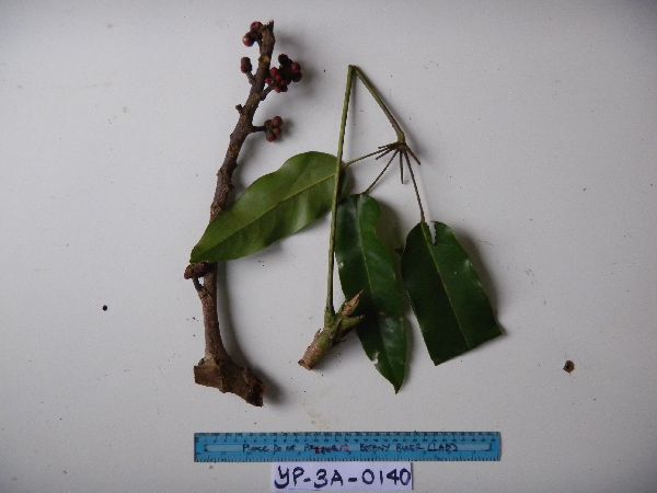 Heptapleurum waterhousei image
