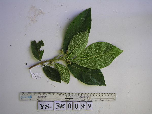 Saurauia poolei image