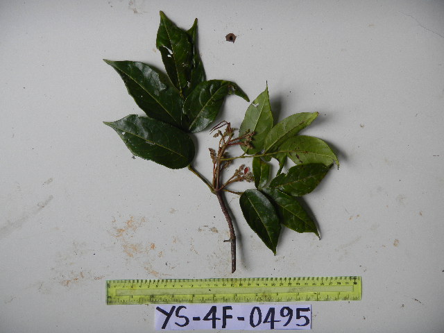 Staphylea pentandra image