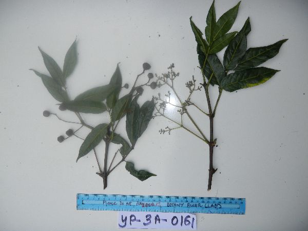 Staphylea pentandra image