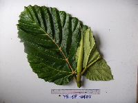 Image of Ficus dammaropsis