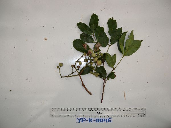 Syzygium decipiens image