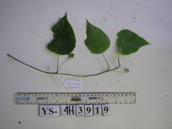 Stephania japonica image
