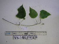 Image of Stephania japonica