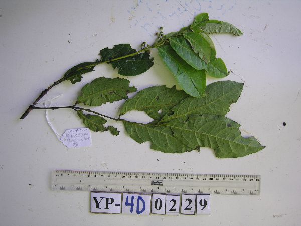 Steganthera royenii image