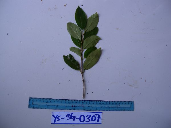 Syzygium decipiens image