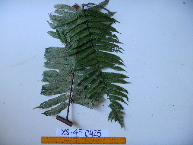 Cyathea contaminans image