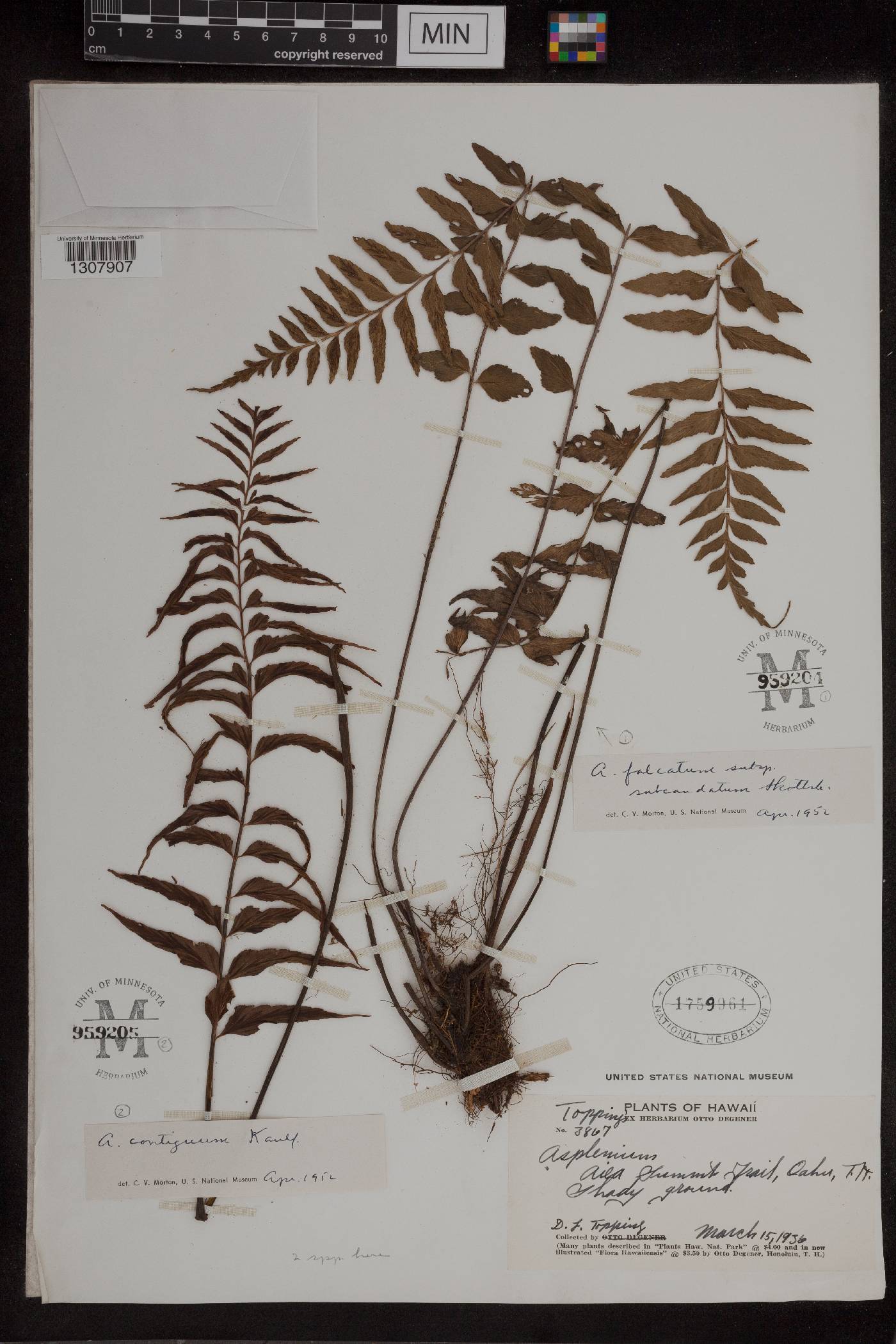 Asplenium polyodon image