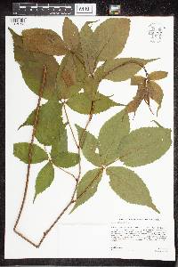 Rubus acridens image