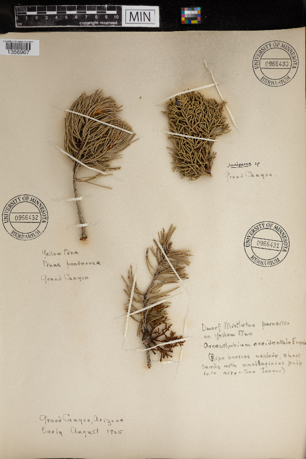 Arceuthobium campylopodum subsp. occidentale image