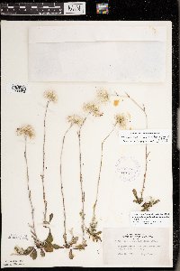 Antennaria howellii image