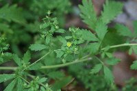 Potentilla rivalis image