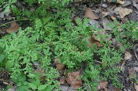 Potentilla rivalis image