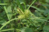 Carex lupulina image