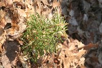 Dendrolycopodium obscurum image